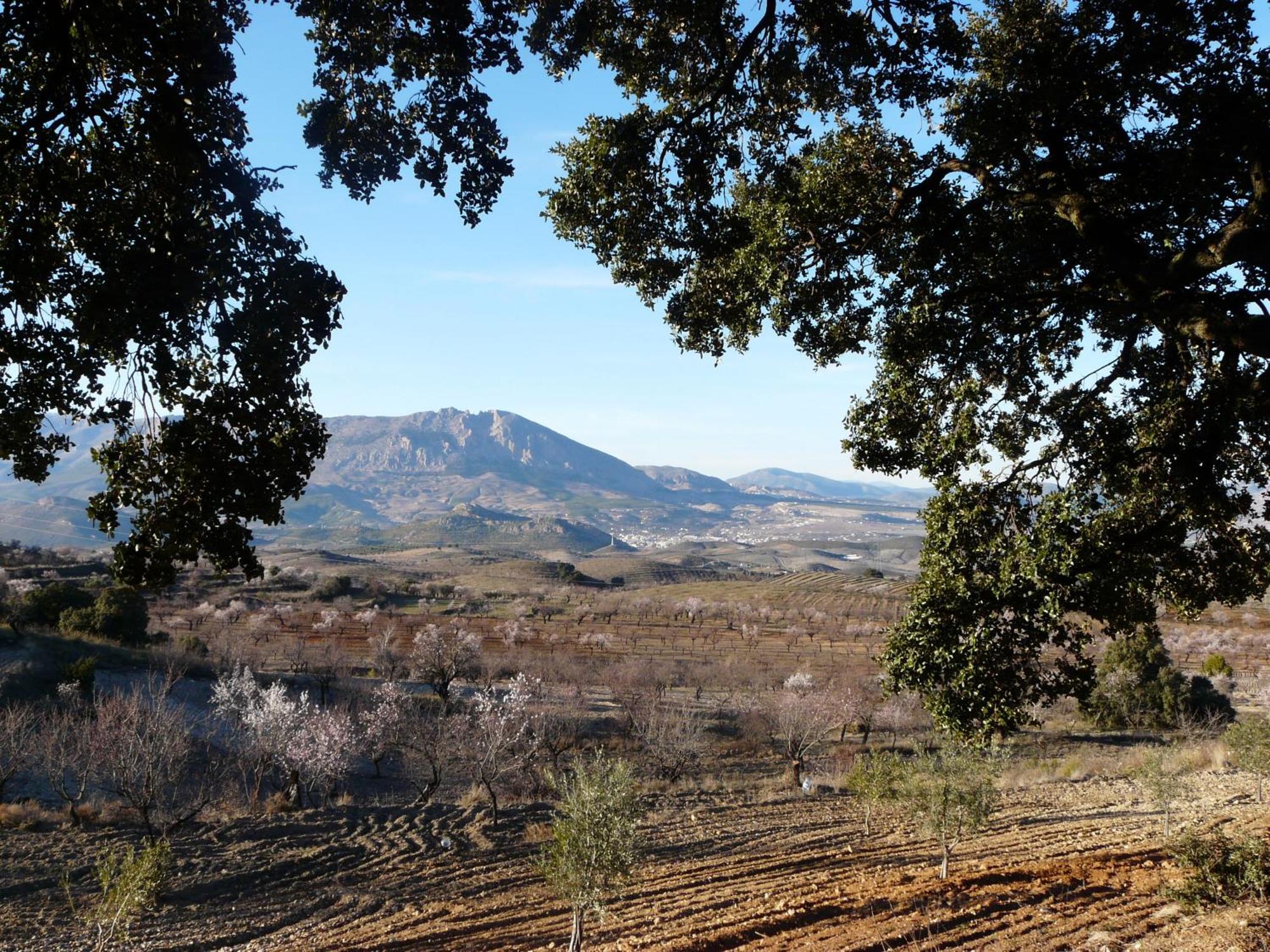 Cortijo La Estrella * Vélez Rubio