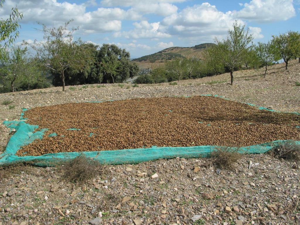 Cortijo La Estrella * Vélez Rubio